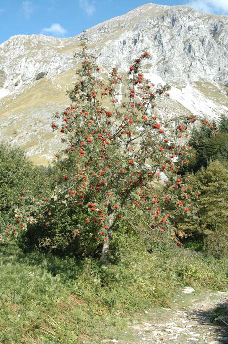 Sorbus aucuparia / Sorbo degli uccellatori